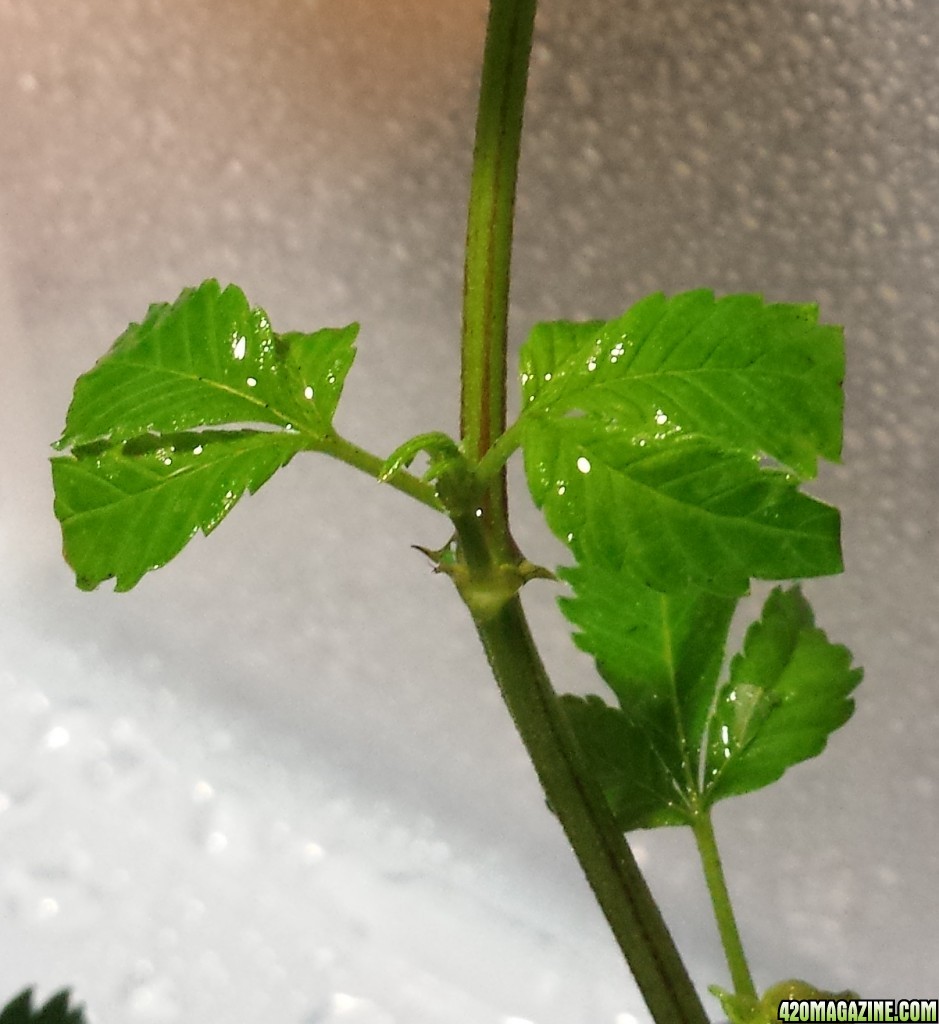 Clone close up day 9