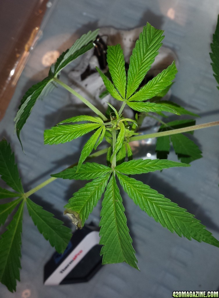 Clone day 23