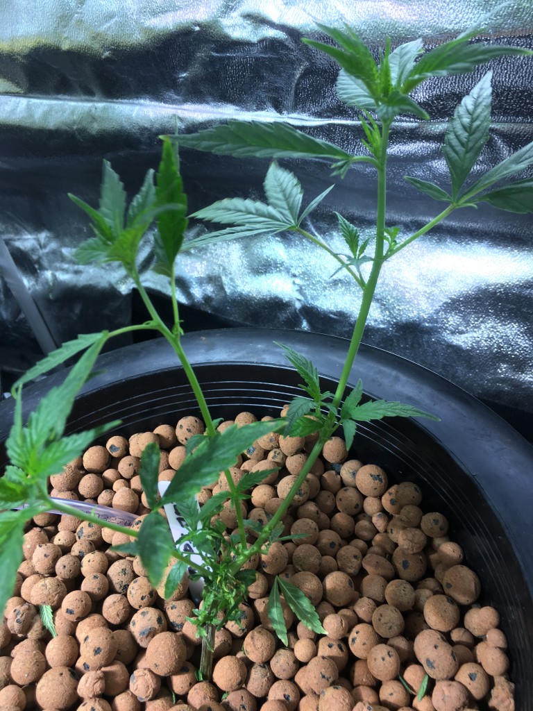 Clone during flower