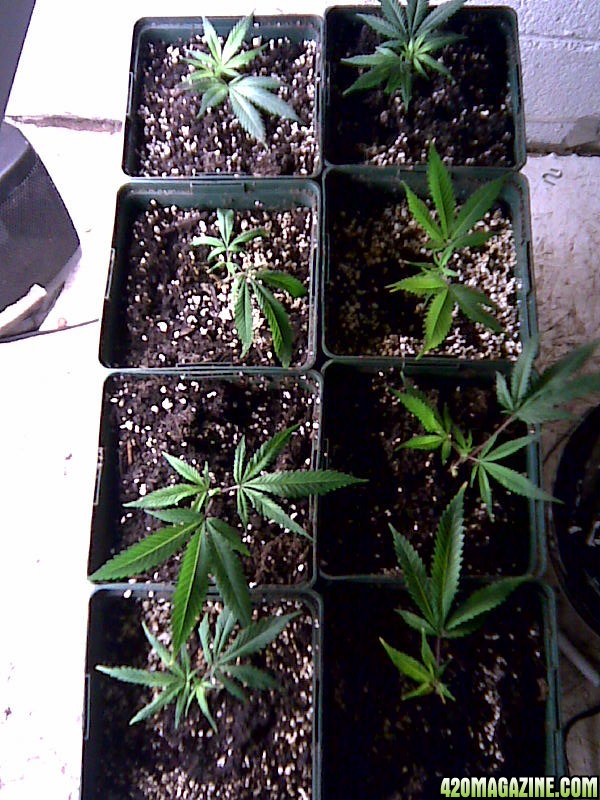 clone grow