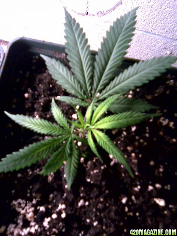 clone grow