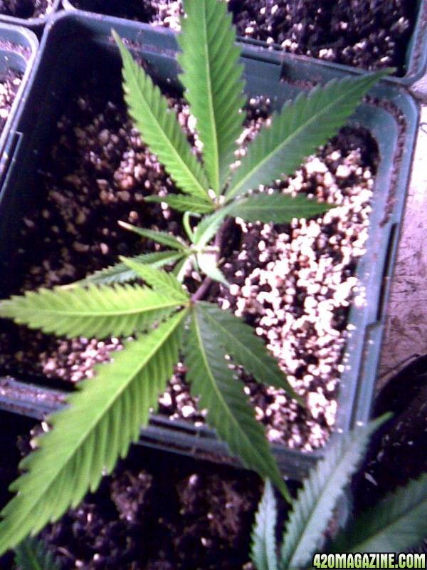 clone grow