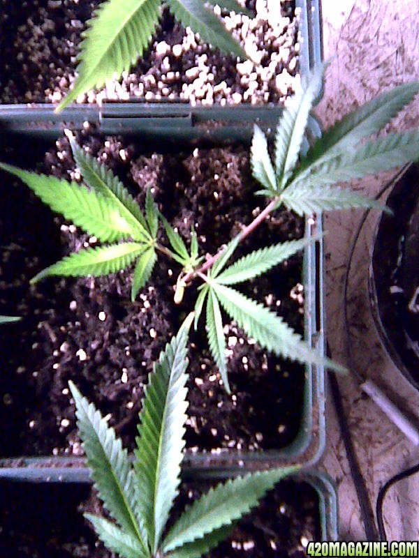 clone grow