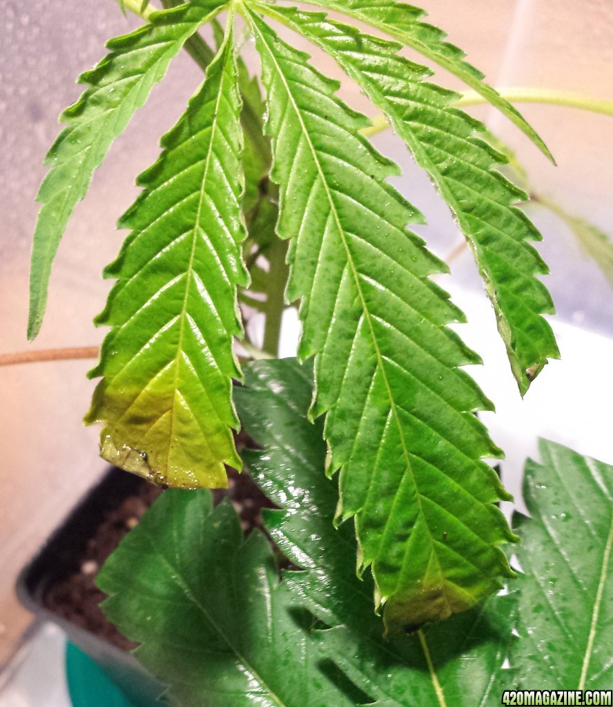 Clone leaves