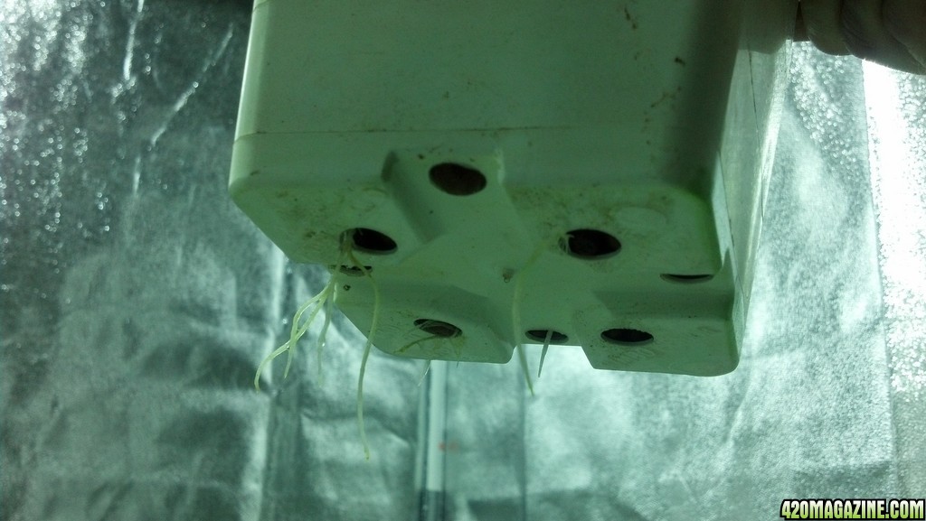 Clone Root Development - 2nd Week of Veg