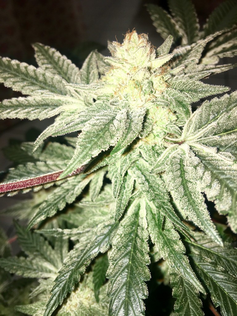 Clone Royal gorilla &amp;#129421;