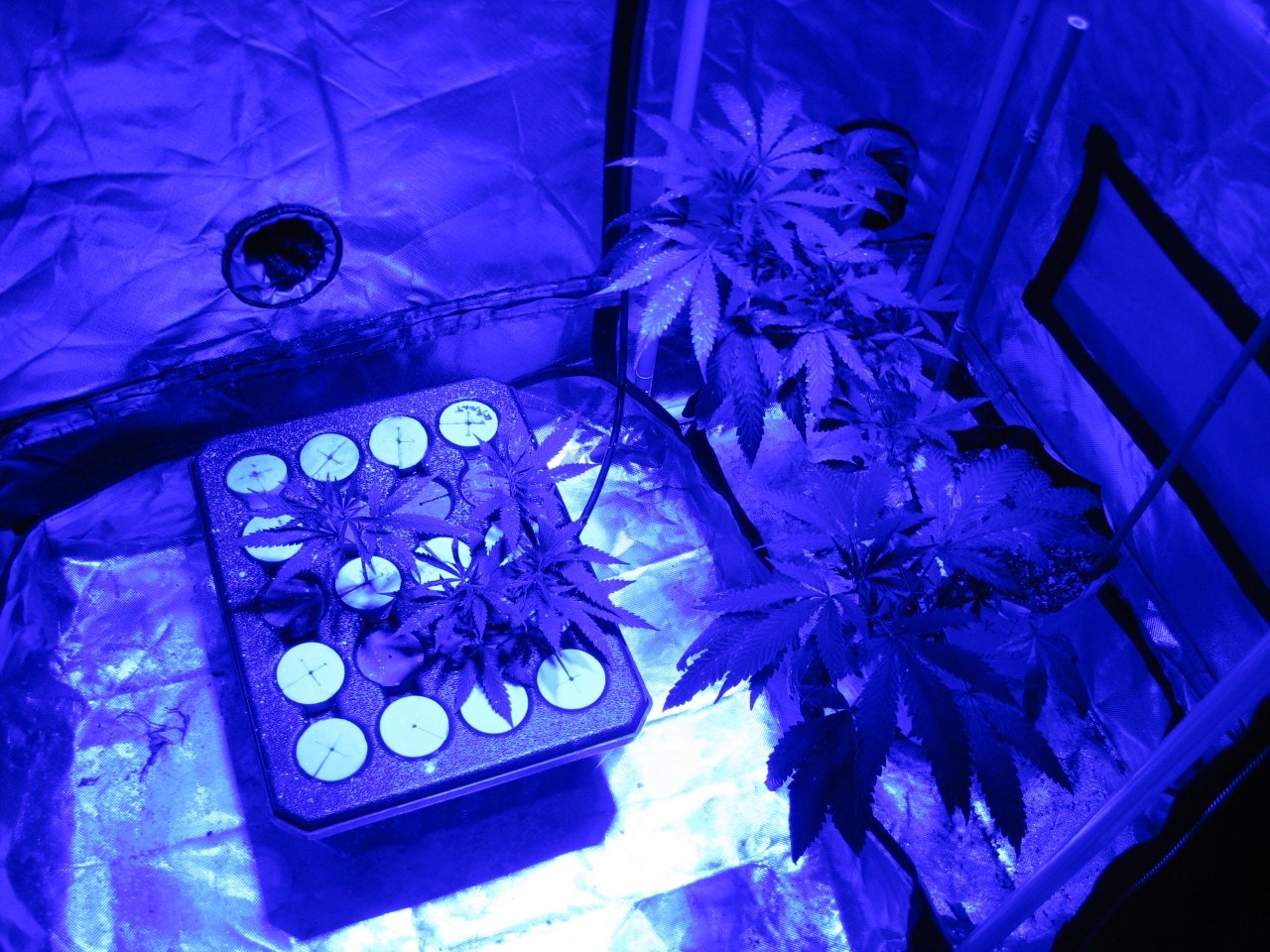 clone seedling tent