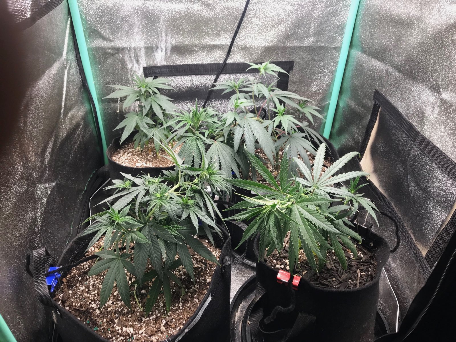 Clone tent 5-27-22 Dot 15.jpg