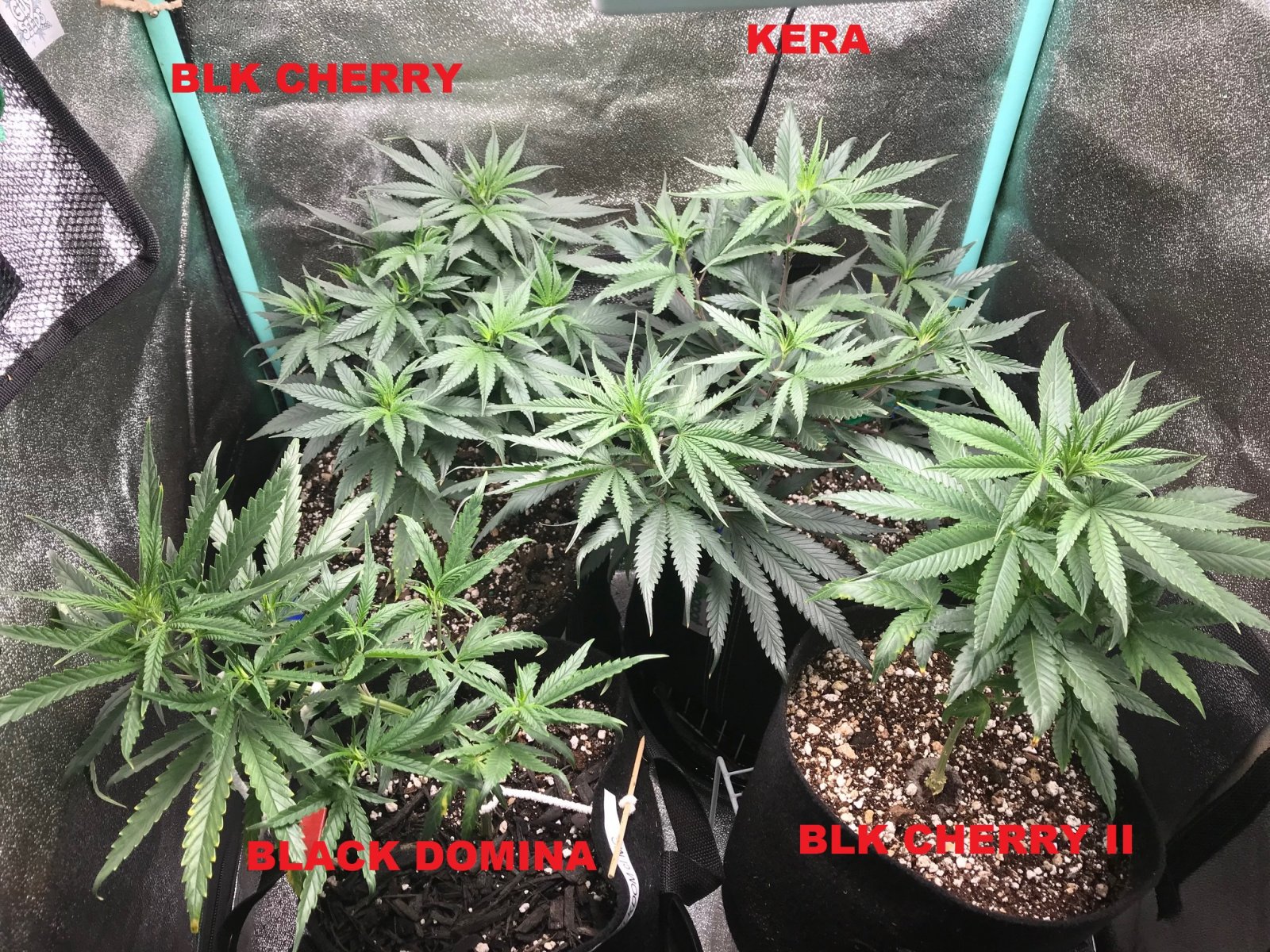 Clone tent 6-5-22 Dot 24.jpg