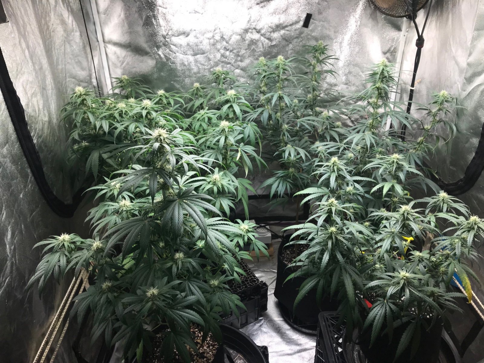 Clone tent 7-4-22 F25.jpg