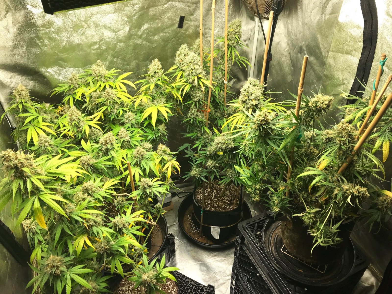 Clone tent 8-13-22 F64.jpg