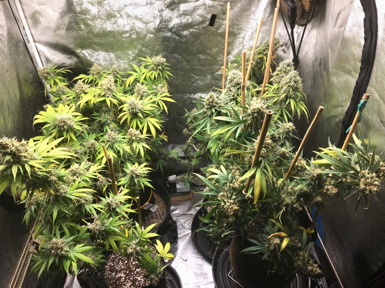 Clone tent 8-16-22 F67.jpg