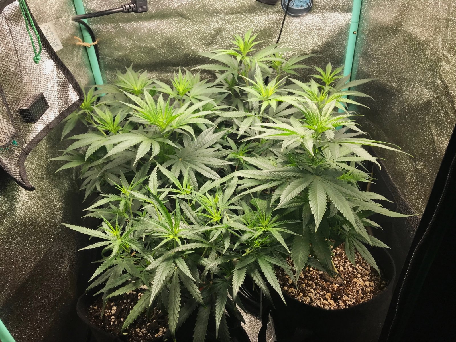 Clone Tent II 6-12-22 F3.jpg