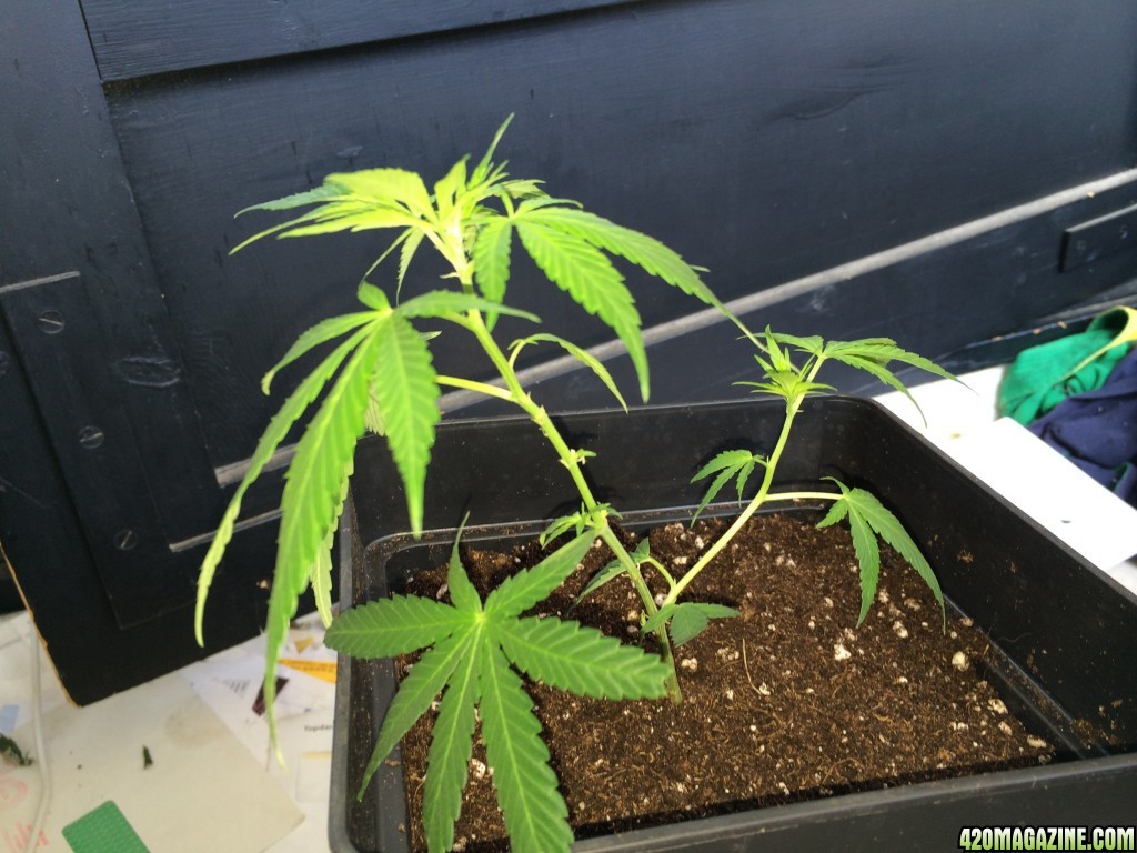 Clone Transplanted