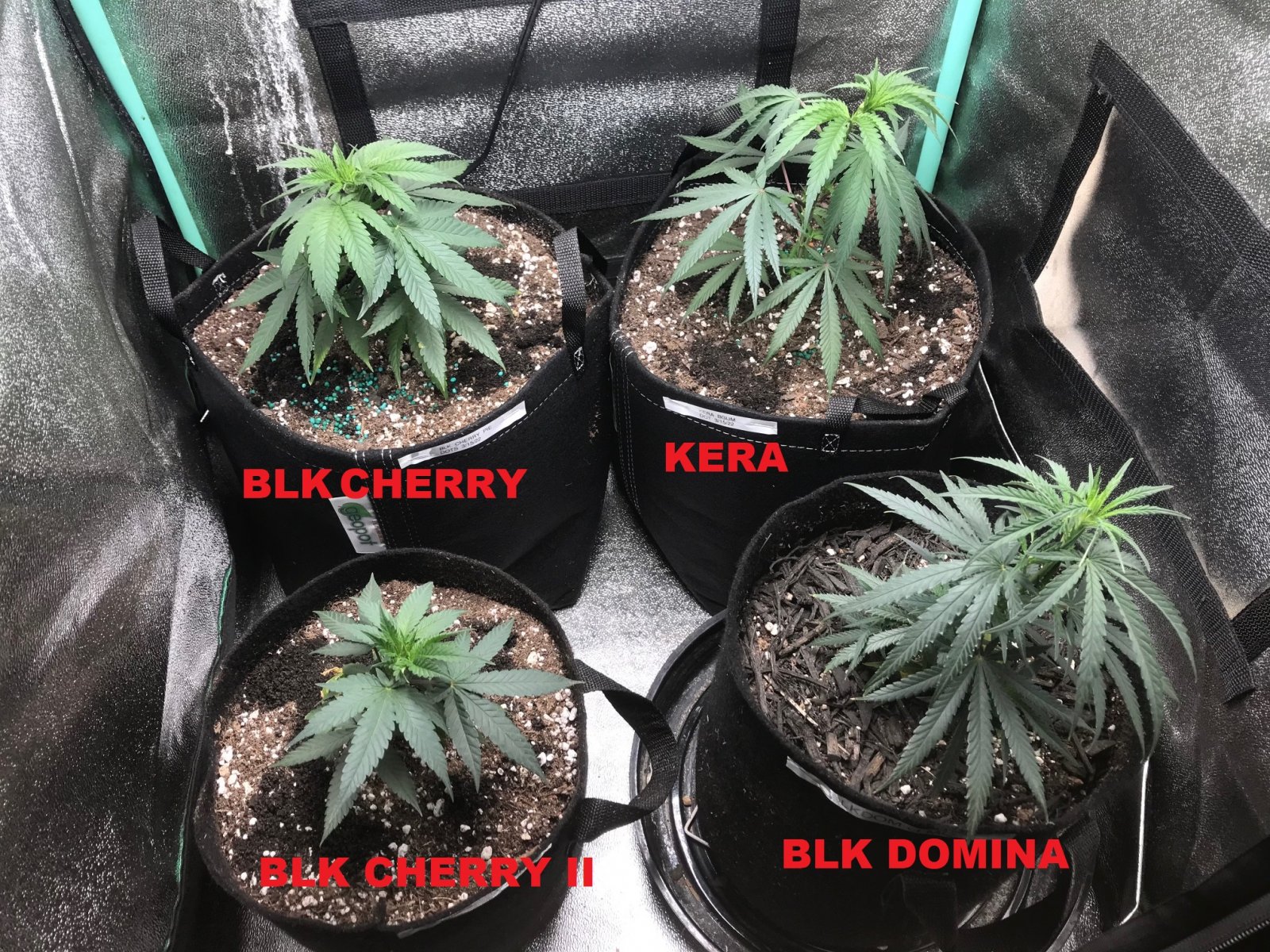 Clone up-pot done 5-14-22.jpg