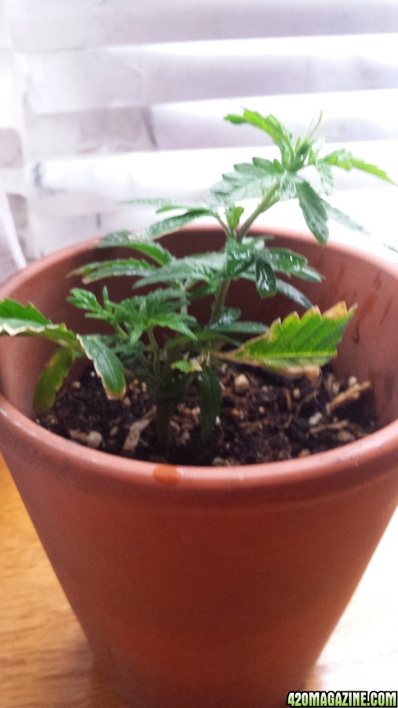 clone update 2/12