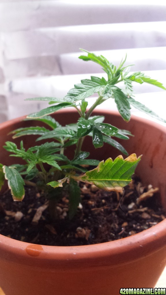 clone update 2/12