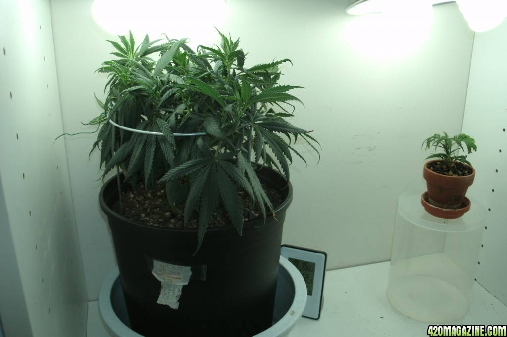 Clone update