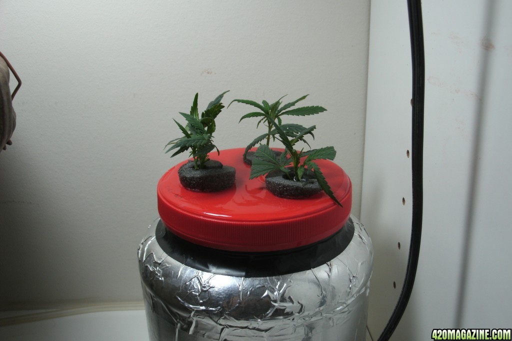 Clone update