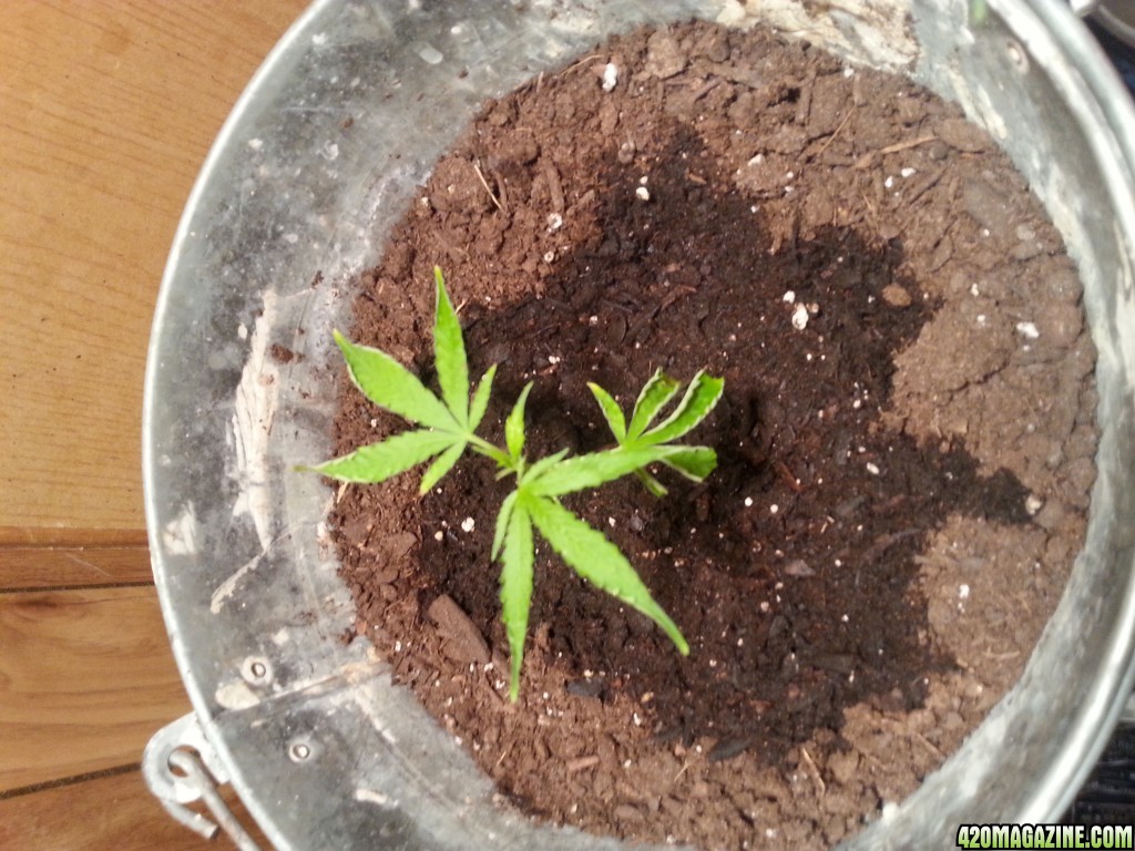 Clone wont grow?