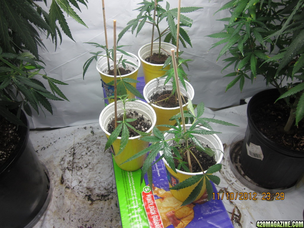 clones 10 days after taken