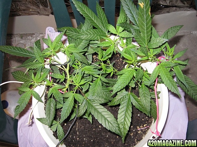 clones 10 days flower