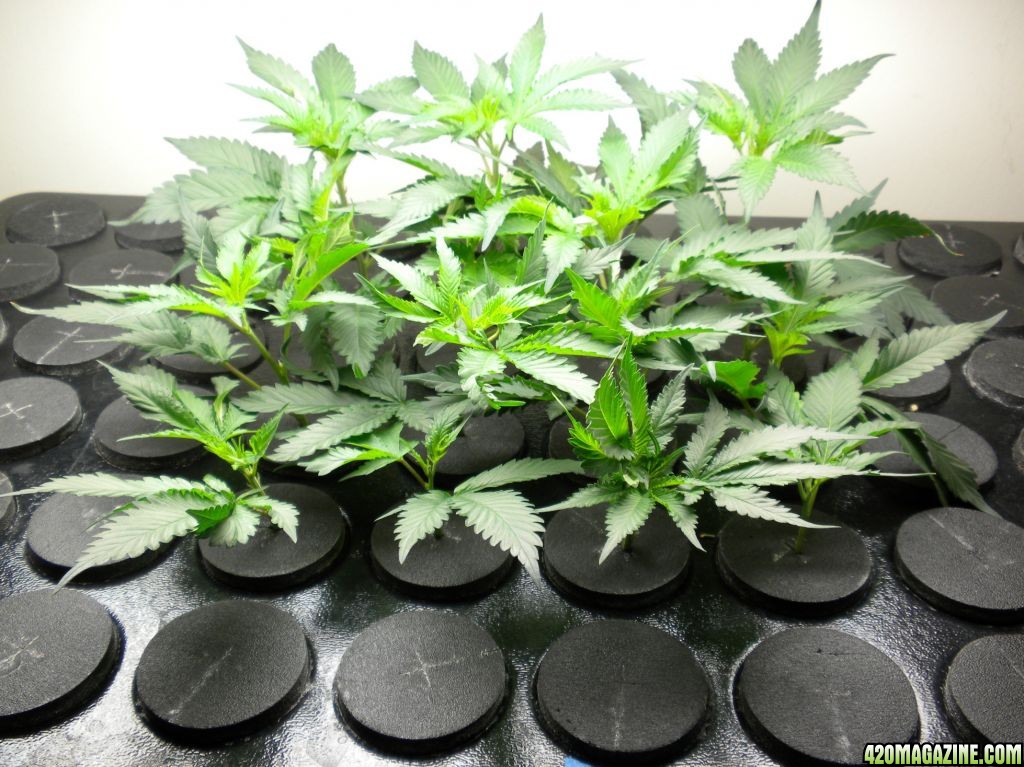 clones 10 days