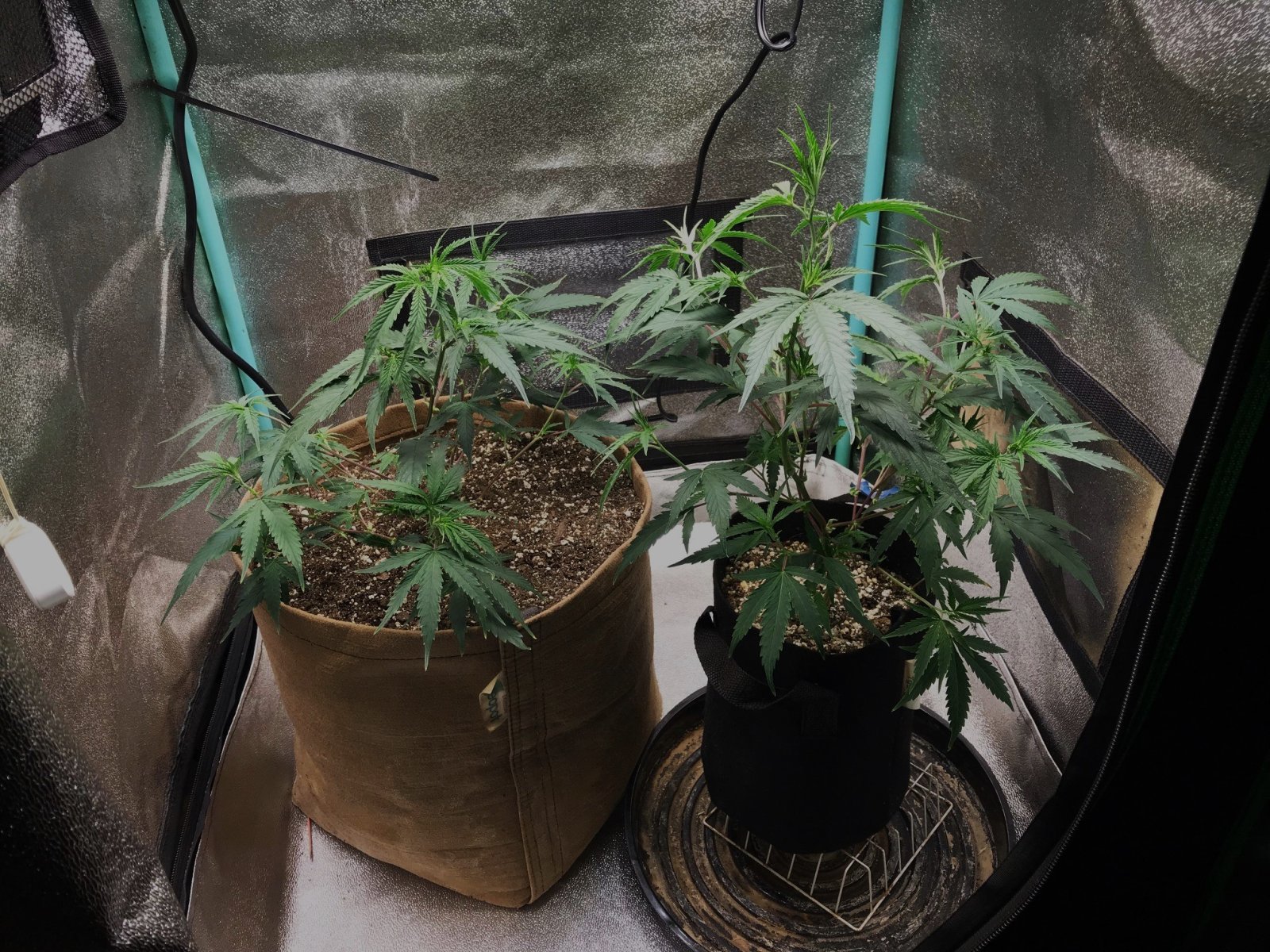 Clones 11-8-23 S28 pot envy.jpg