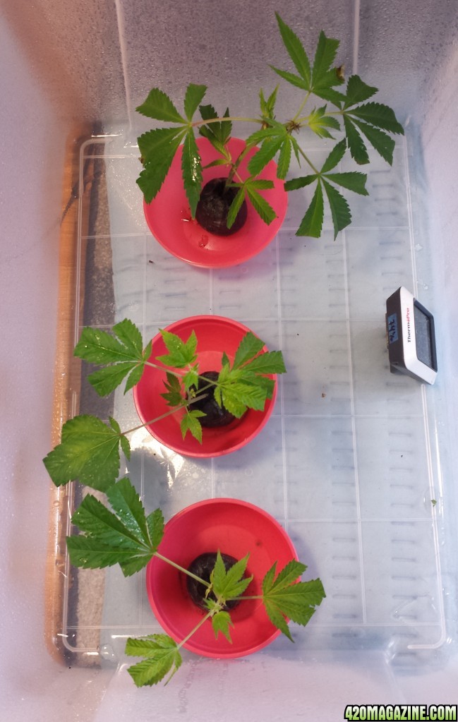 Clones 2.0 day 3