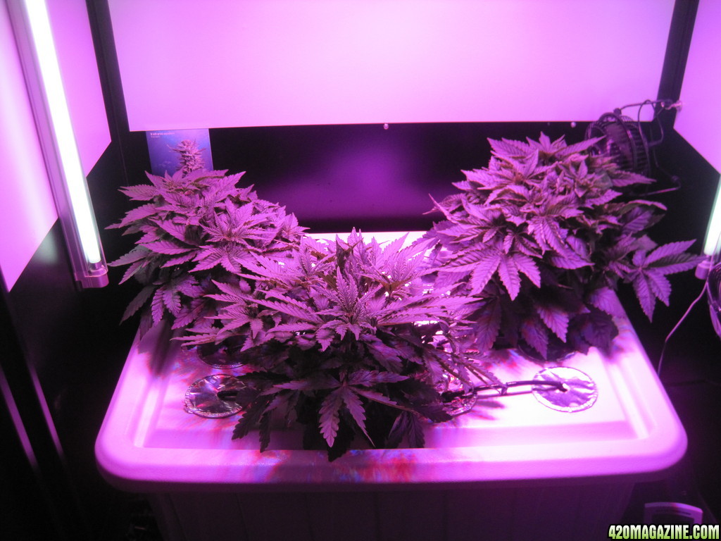 Clones 2 days from cutting