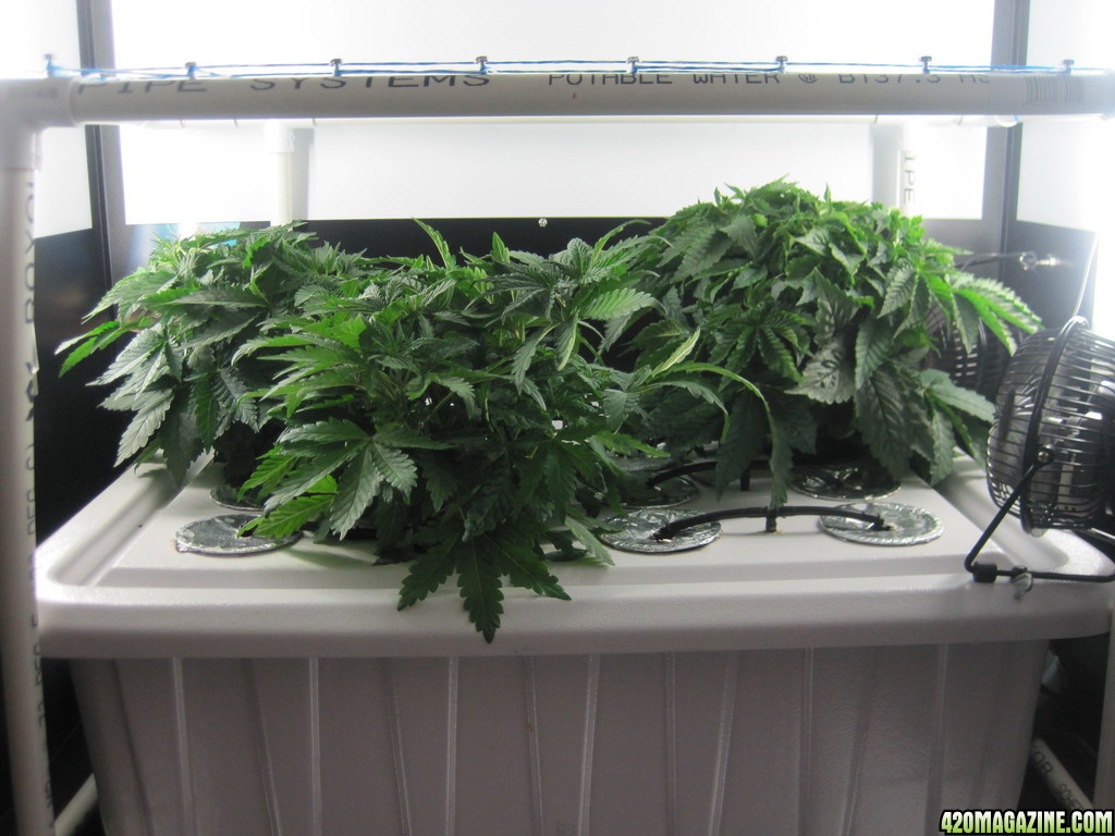 Clones 2 days from cutting