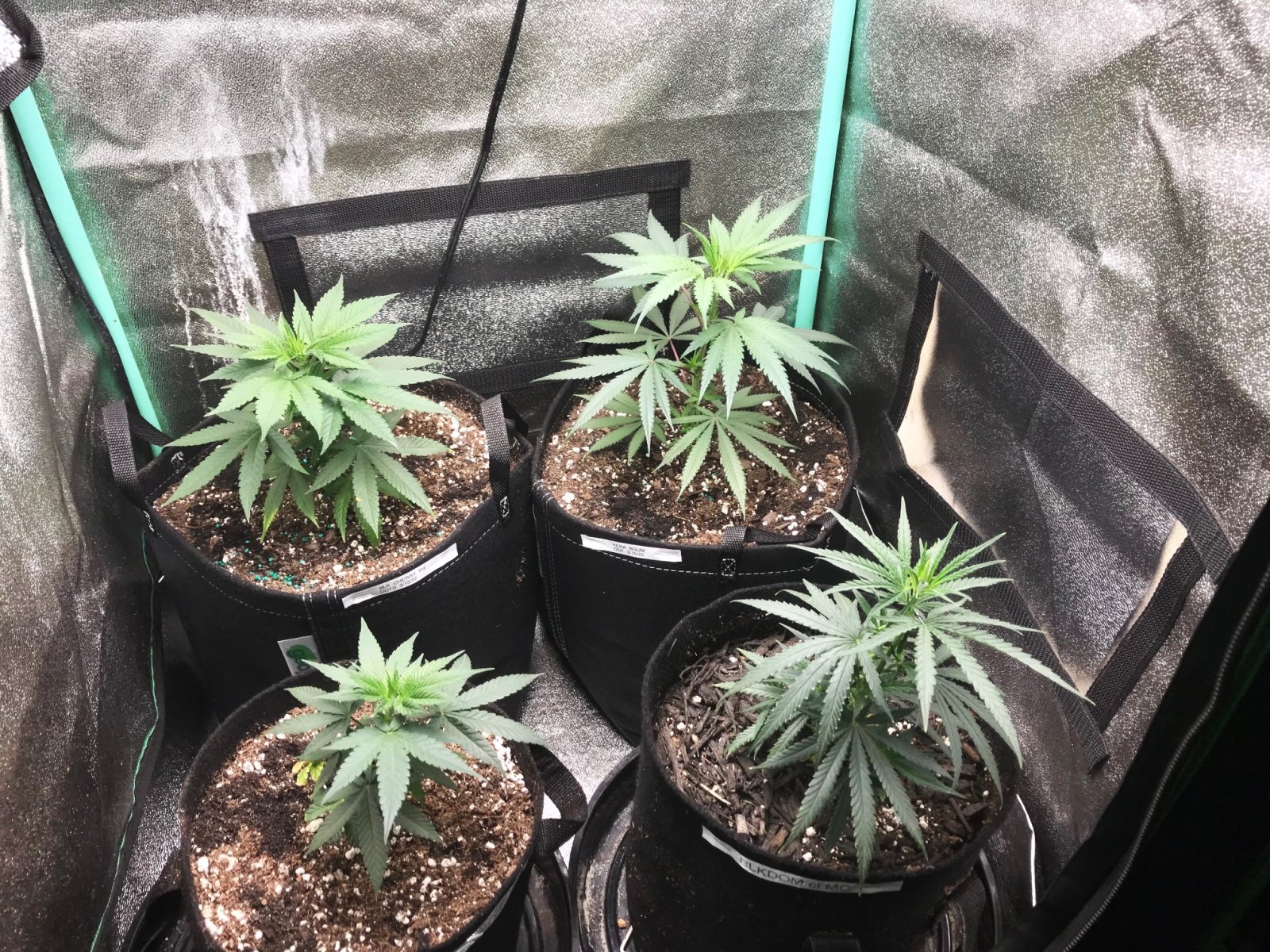 Clones 5-15-22 Dot 1.jpg