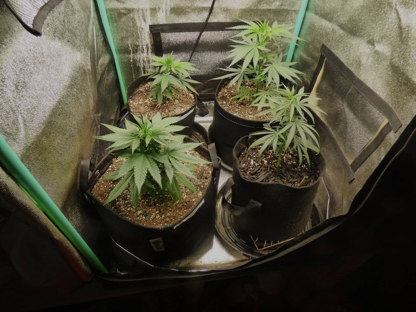 Clones 5-17-22 Dot 4.JPG