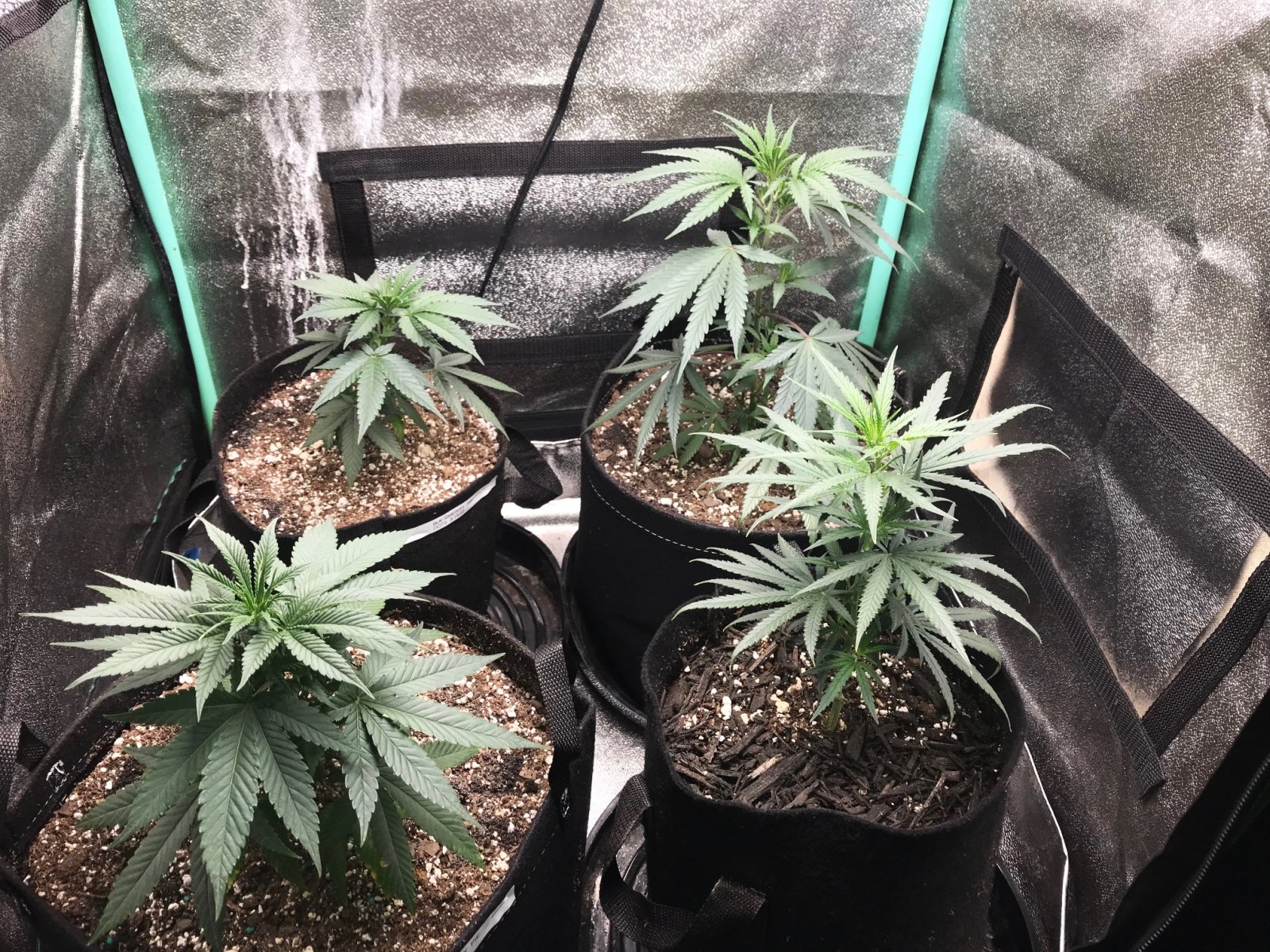 Clones 5-18-22 Dot 5.jpg