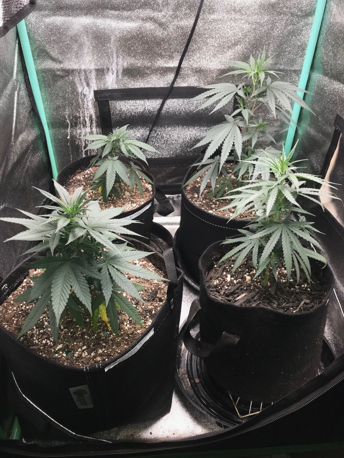 Clones 5-23-22 Dot 10.jpg