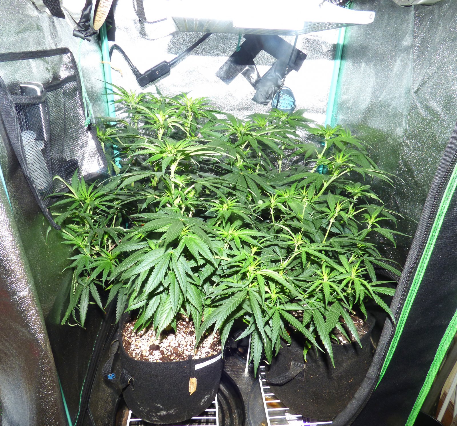 Clones 6-16-22 F7.JPG