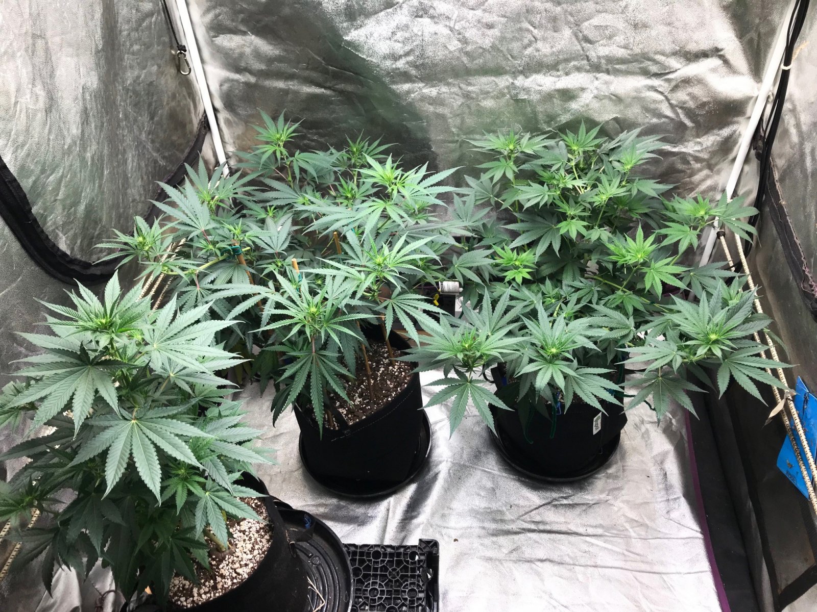 Clones 6-21-22 F12.jpg