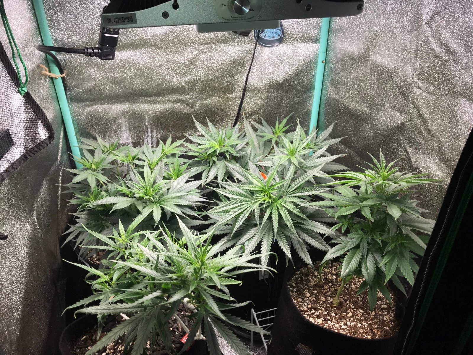 Clones 6-7-22 Dot 26.jpg