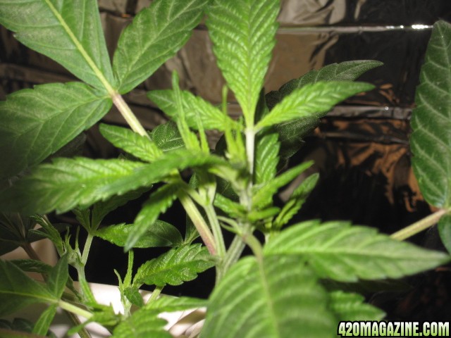 clones 6 days into flowering