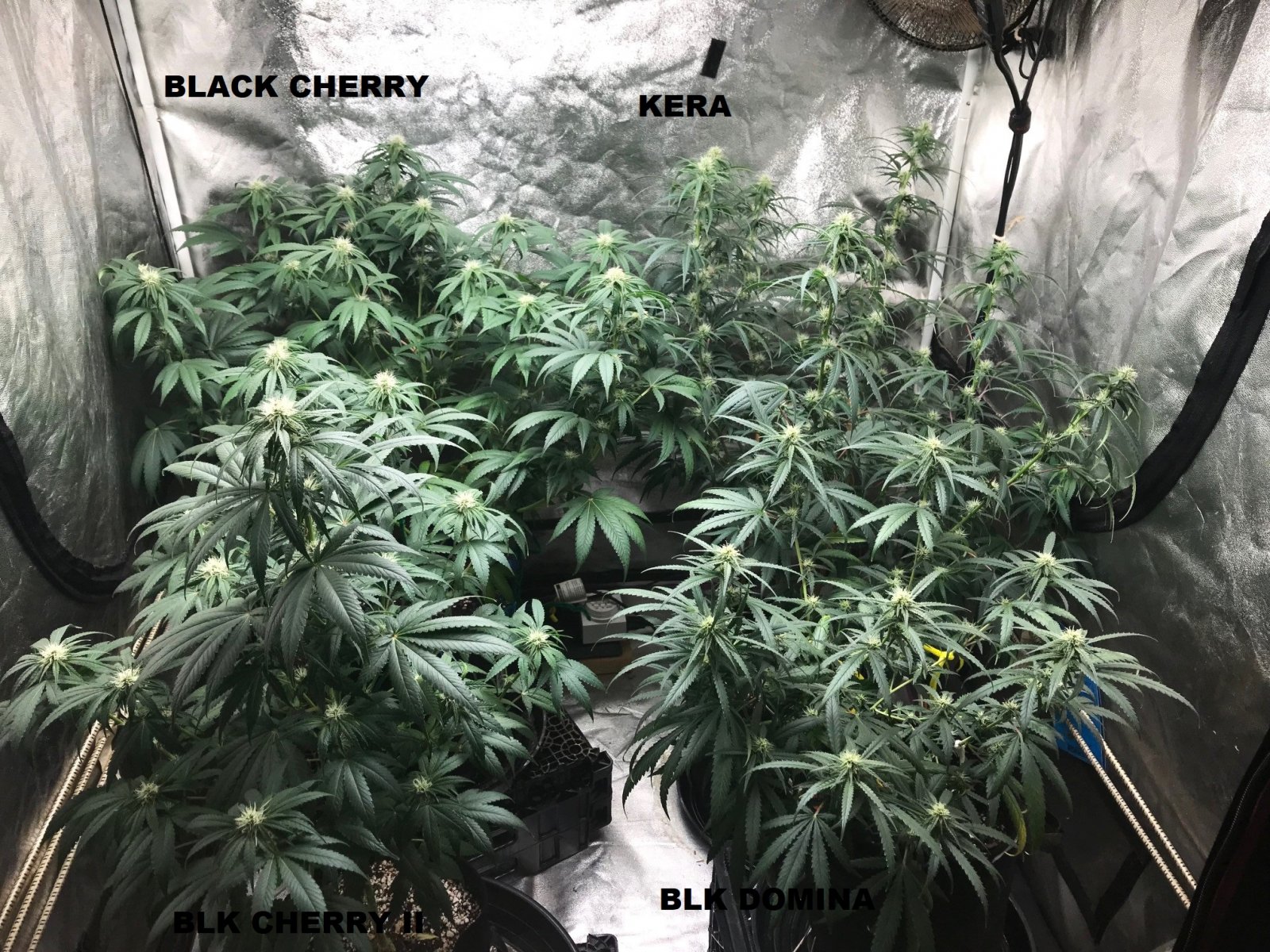 Clones 7-2-22 F23 labels.jpg