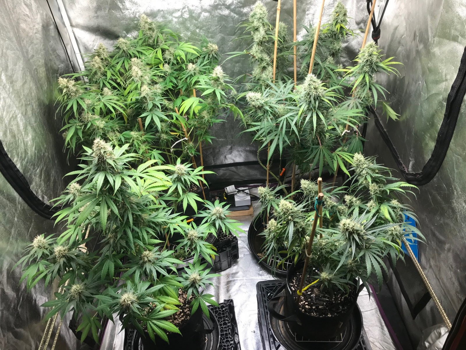 Clones 7-24-22 F45.jpg