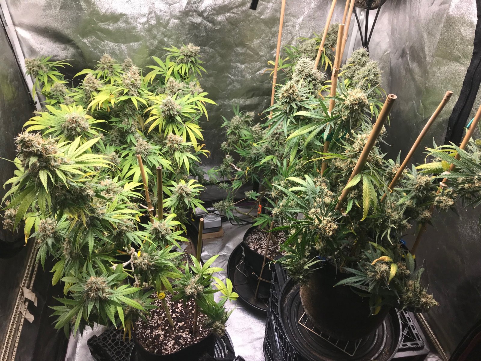 Clones 8-15-22 F66.jpg