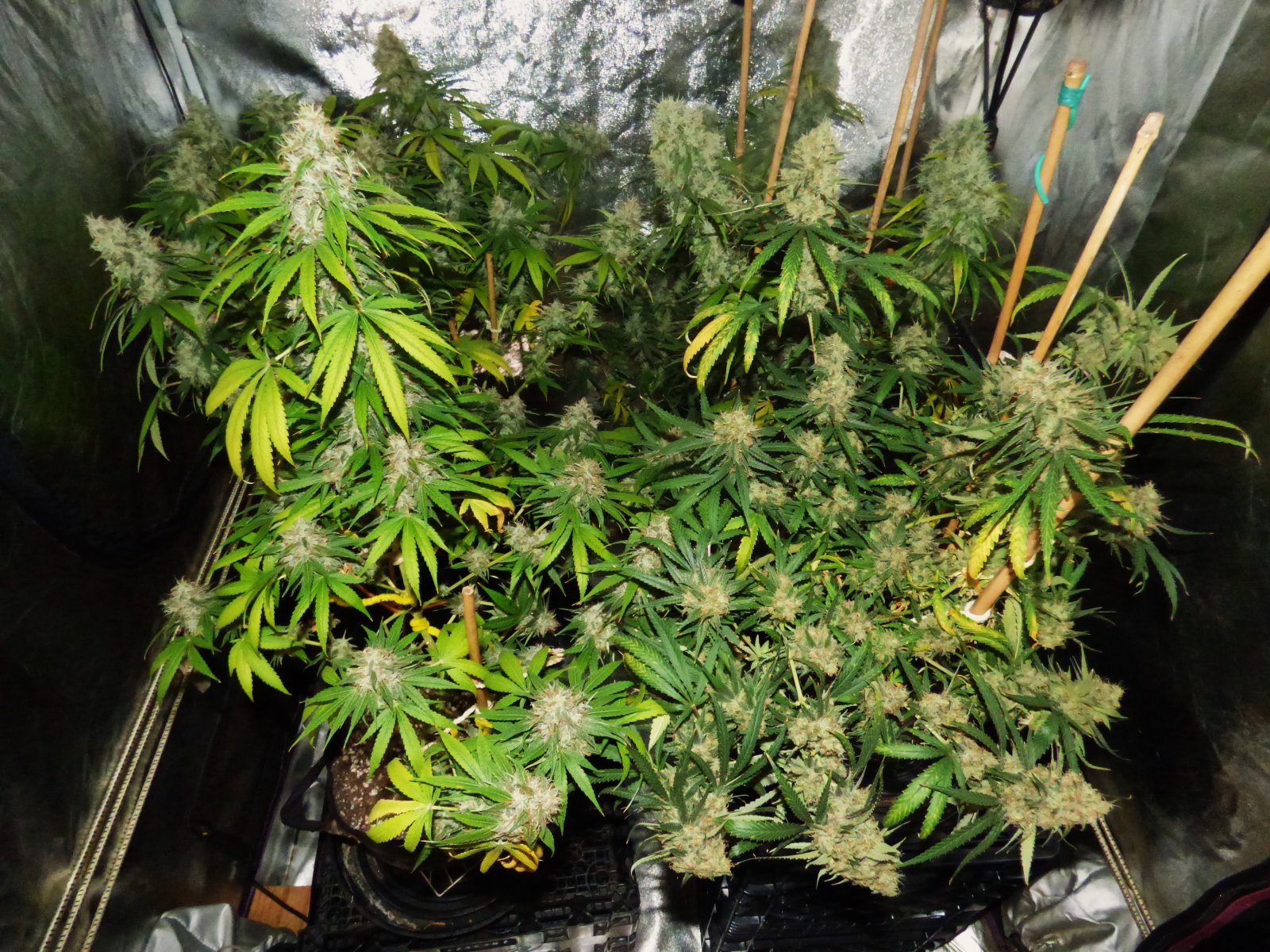 Clones 8-9-22 F60.JPG