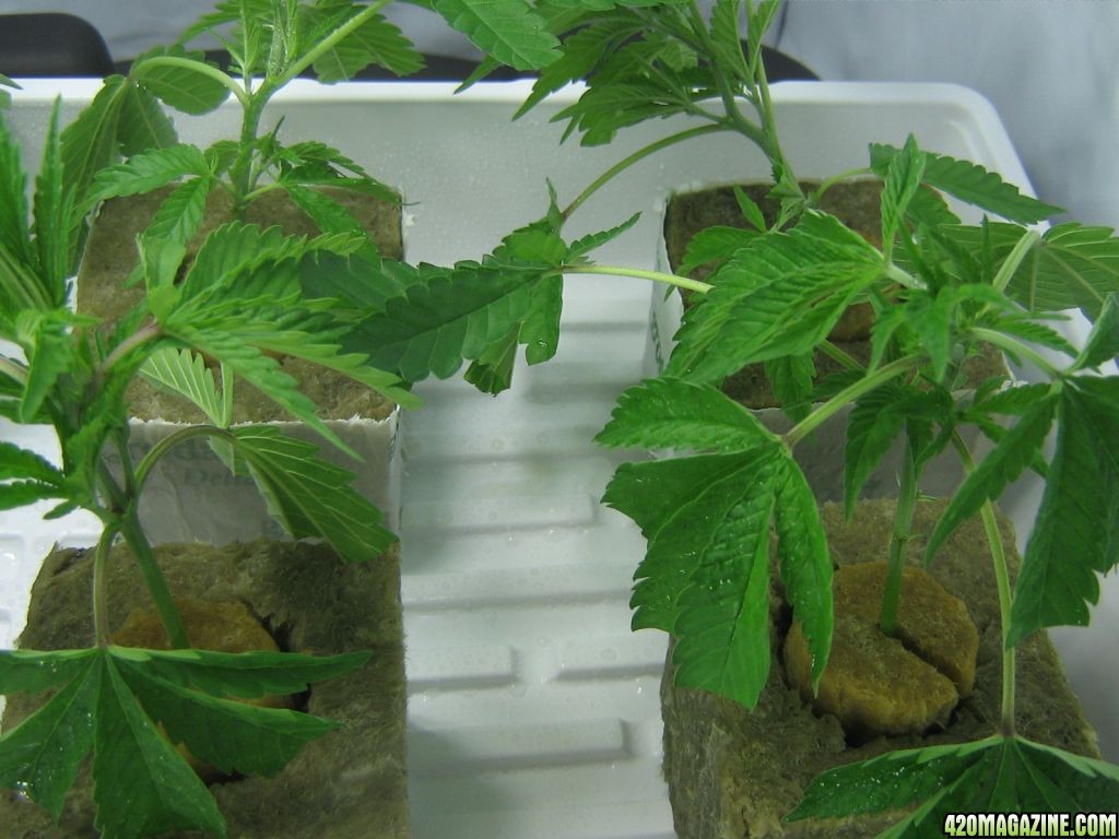 Clones, about 5 hours after being chopped