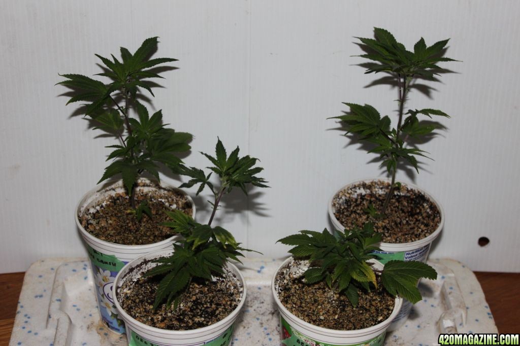 clones after ph/nute issues