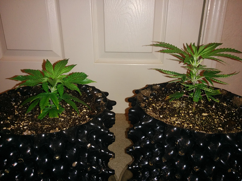 Clones AK48 WW Day 15 Pic 2