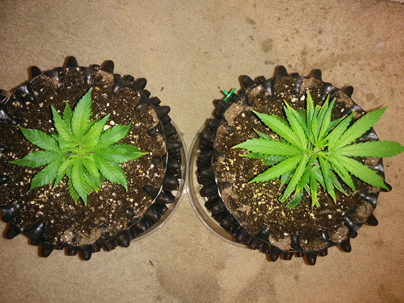 Clones AK48 WW Day 15