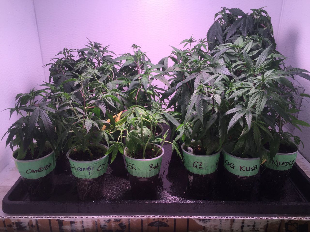 Clones and cuttings