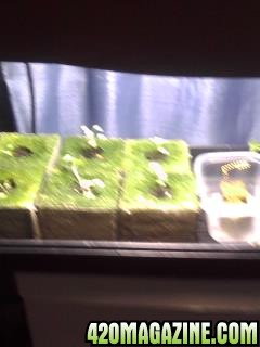 Clones and Seedlings