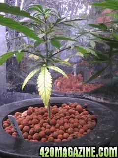 Clones and Seedlings